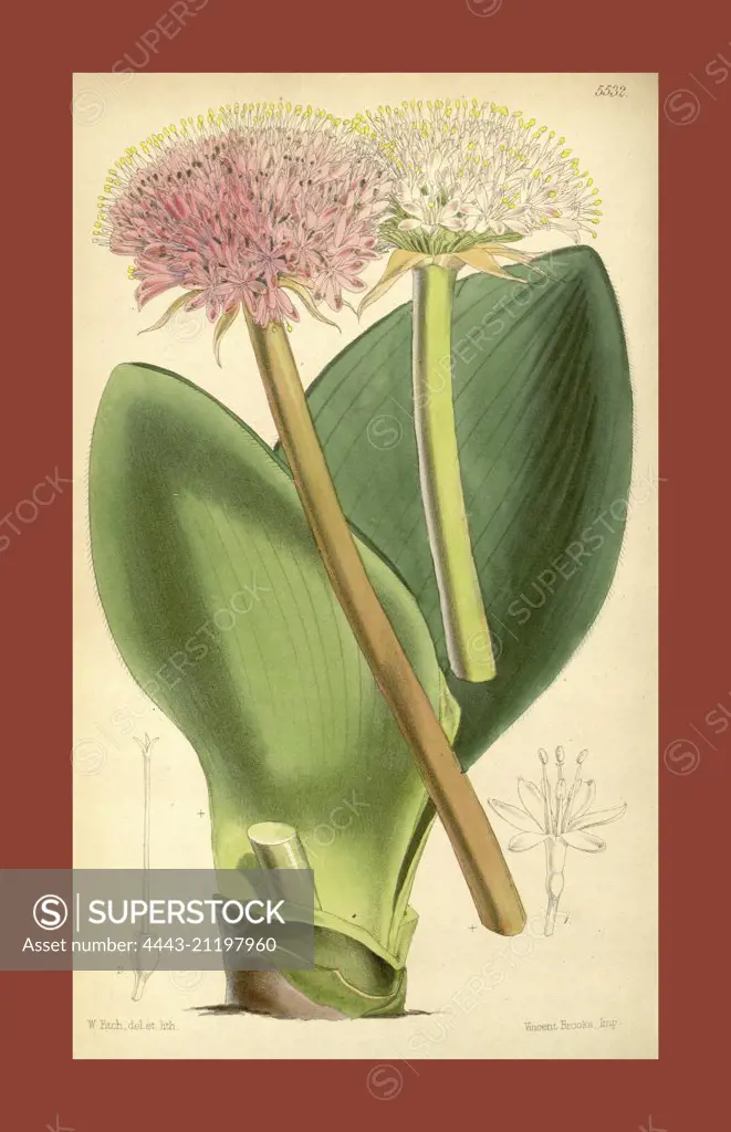 Botanical Print by Walter Hood Fitch 1817 - 1892, W.H. Fitch was an botanical illustrator and artist, born in Glasgow, Scotland, UK, colour lithograph. From the Liszt Masterpieces of Botanical Illustration Collection.