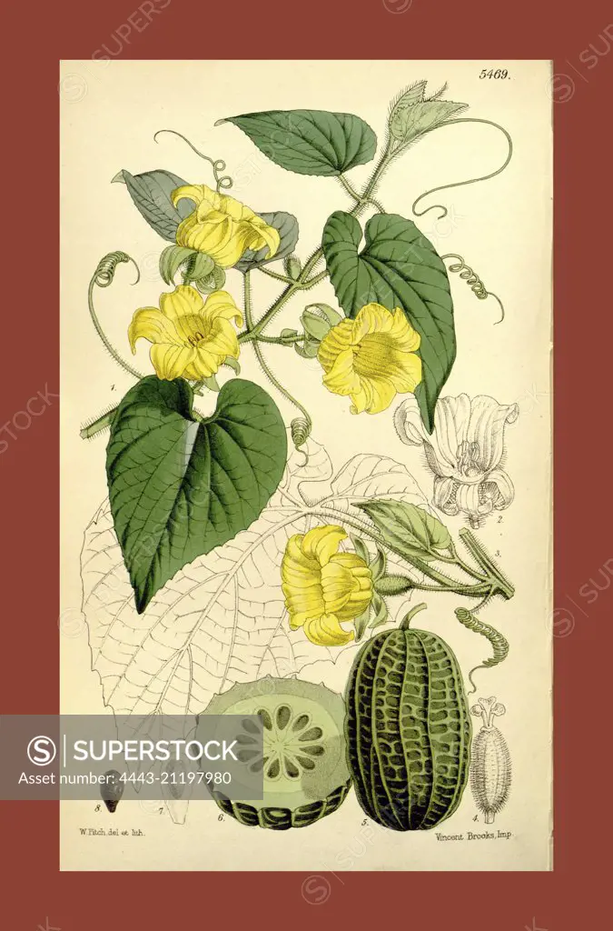 Botanical Print by Walter Hood Fitch 1817 - 1892, W.H. Fitch was an botanical illustrator and artist, born in Glasgow, Scotland, UK, colour lithograph. From the Liszt Masterpieces of Botanical Illustration Collection.