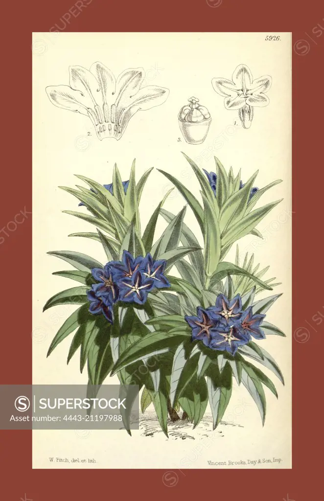 Botanical Print by Walter Hood Fitch 1817 - 1892, W.H. Fitch was an botanical illustrator and artist, born in Glasgow, Scotland, UK, colour lithograph. From the Liszt Masterpieces of Botanical Illustration Collection.