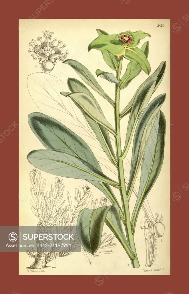 Botanical Print by Walter Hood Fitch 1817 - 1892, W.H. Fitch was an botanical illustrator and artist, born in Glasgow, Scotland, UK, colour lithograph. From the Liszt Masterpieces of Botanical Illustration Collection.