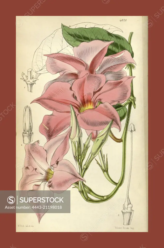 Botanical Print by Walter Hood Fitch 1817 - 1892, W.H. Fitch was an botanical illustrator and artist, born in Glasgow, Scotland, UK, colour lithograph. From the Liszt Masterpieces of Botanical Illustration Collection.