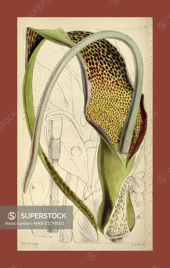 Botanical Print by Walter Hood Fitch 1817 - 1892, W.H. Fitch was an botanical illustrator and artist, born in Glasgow, Scotland, UK, colour lithograph. From the Liszt Masterpieces of Botanical Illustration Collection.