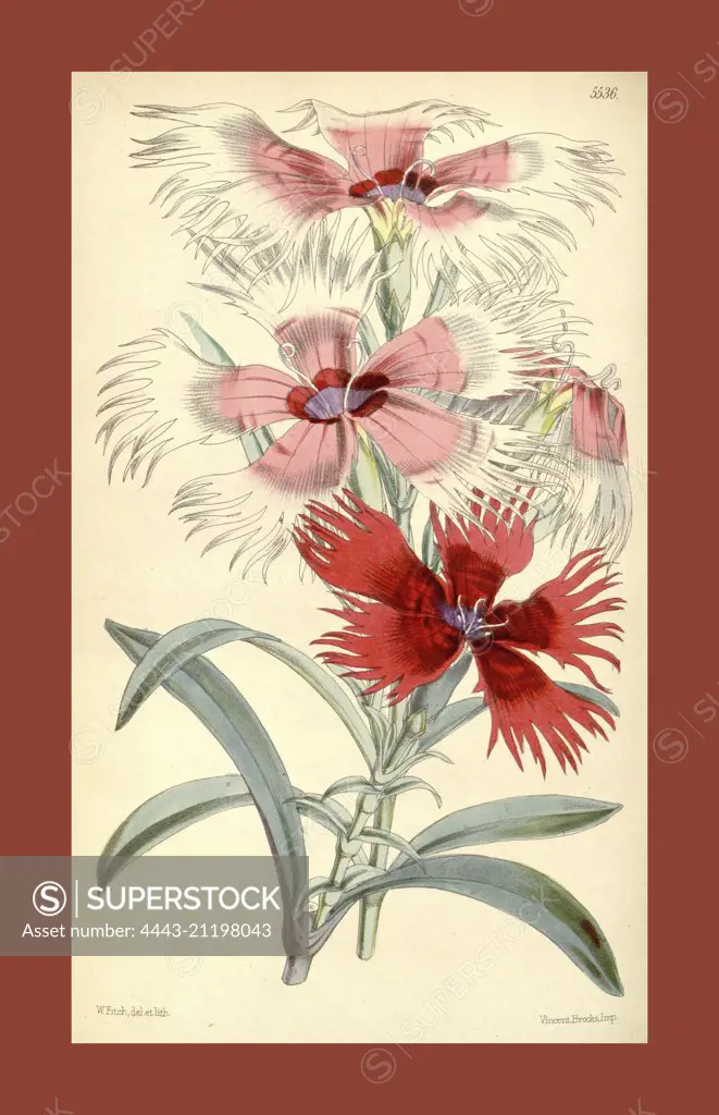 Botanical Print by Walter Hood Fitch 1817 - 1892, W.H. Fitch was an botanical illustrator and artist, born in Glasgow, Scotland, UK, colour lithograph. From the Liszt Masterpieces of Botanical Illustration Collection.