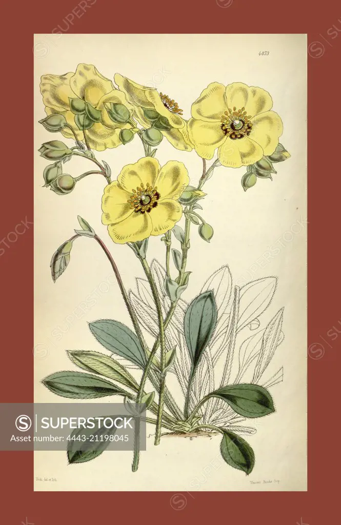 Botanical Print by Walter Hood Fitch 1817 - 1892, W.H. Fitch was an botanical illustrator and artist, born in Glasgow, Scotland, UK, colour lithograph. From the Liszt Masterpieces of Botanical Illustration Collection.