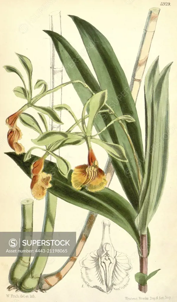 Botanical Print by Walter Hood Fitch 1817 - 1892, W.H. Fitch was an botanical illustrator and artist, born in Glasgow, Scotland, UK, colour lithograph. From the Liszt Masterpieces of Botanical Illustration Collection.