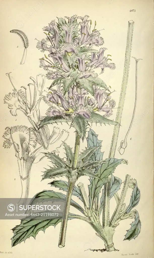 Botanical Print by Walter Hood Fitch 1817 - 1892, W.H. Fitch was an botanical illustrator and artist, born in Glasgow, Scotland, UK, colour lithograph. From the Liszt Masterpieces of Botanical Illustration Collection.