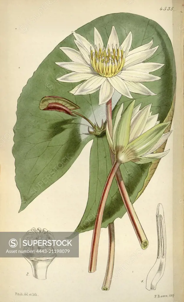 Botanical Print by Walter Hood Fitch 1817 - 1892, W.H. Fitch was an botanical illustrator and artist, born in Glasgow, Scotland, UK, colour lithograph. From the Liszt Masterpieces of Botanical Illustration Collection.