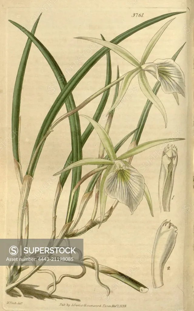 Botanical Print by Walter Hood Fitch 1817 - 1892, W.H. Fitch was an botanical illustrator and artist, born in Glasgow, Scotland, UK, colour lithograph. From the Liszt Masterpieces of Botanical Illustration Collection, 1839