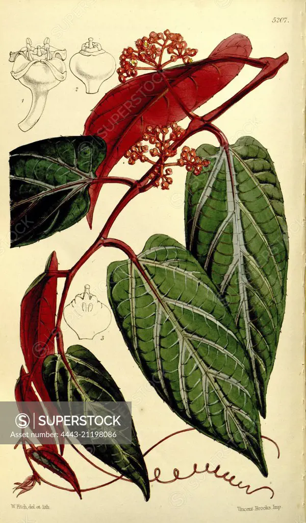 Botanical Print by Walter Hood Fitch 1817 - 1892, W.H. Fitch was an botanical illustrator and artist, born in Glasgow, Scotland, UK, colour lithograph. From the Liszt Masterpieces of Botanical Illustration Collection.