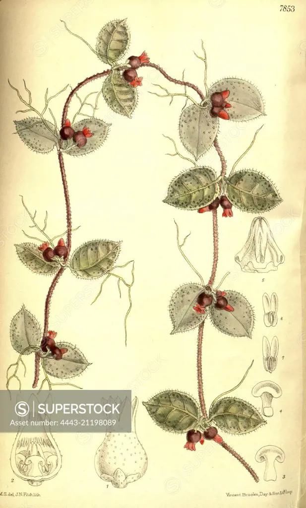 Botanical Print by Walter Hood Fitch 1817 - 1892, W.H. Fitch was an botanical illustrator and artist, born in Glasgow, Scotland, UK, colour lithograph. From the Liszt Masterpieces of Botanical Illustration Collection.