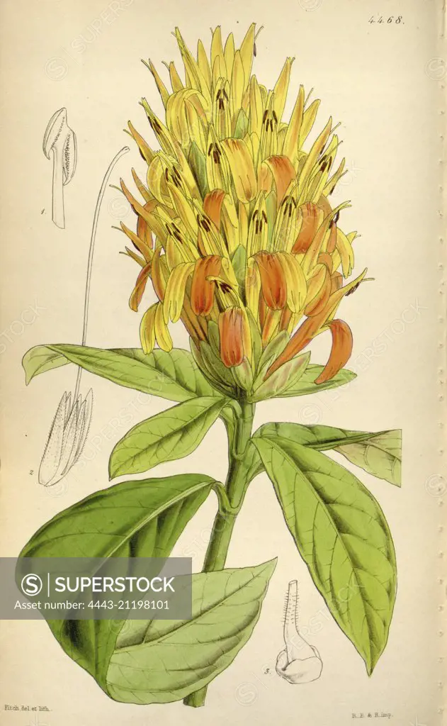 Botanical Print by Walter Hood Fitch 1817 - 1892, W.H. Fitch was an botanical illustrator and artist, born in Glasgow, Scotland, UK, colour lithograph. From the Liszt Masterpieces of Botanical Illustration Collection.