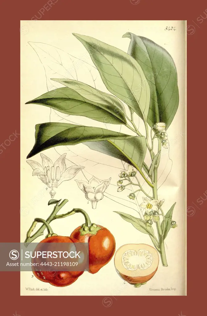 Botanical Print by Walter Hood Fitch 1817 - 1892, W.H. Fitch was an botanical illustrator and artist, born in Glasgow, Scotland, UK, colour lithograph. From the Liszt Masterpieces of Botanical Illustration Collection.