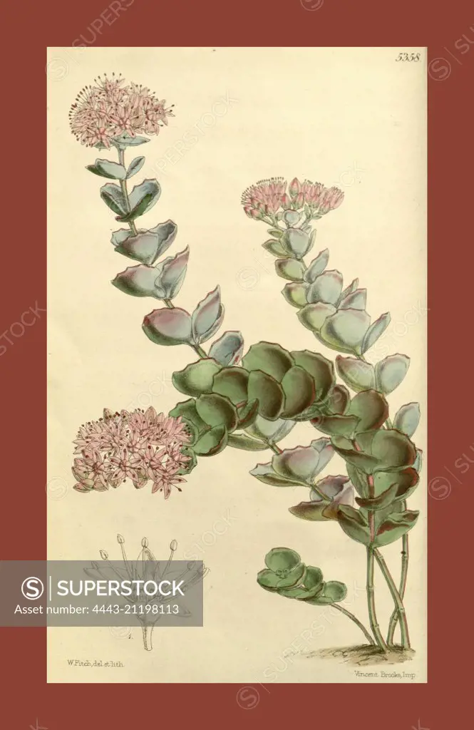 Botanical Print by Walter Hood Fitch 1817 - 1892, W.H. Fitch was an botanical illustrator and artist, born in Glasgow, Scotland, UK, colour lithograph. From the Liszt Masterpieces of Botanical Illustration Collection.