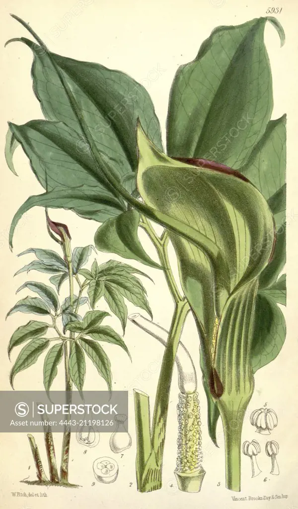 Botanical Print by Walter Hood Fitch 1817 - 1892, W.H. Fitch was an botanical illustrator and artist, born in Glasgow, Scotland, UK, colour lithograph. From the Liszt Masterpieces of Botanical Illustration Collection.