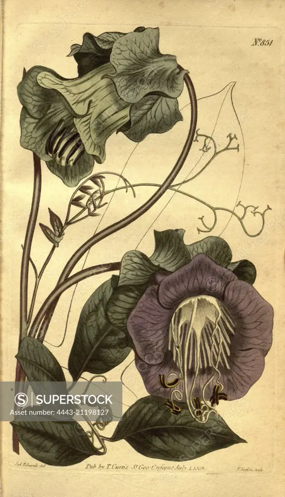 Botanical print by Sydenham Teast Edwards 1768 - 1819, Sydenham Edwards was a natural history illustrator, British, UK, colour lithograph, botanical artist. From the Liszt Masterpieces of Botanical Illustration Collection.