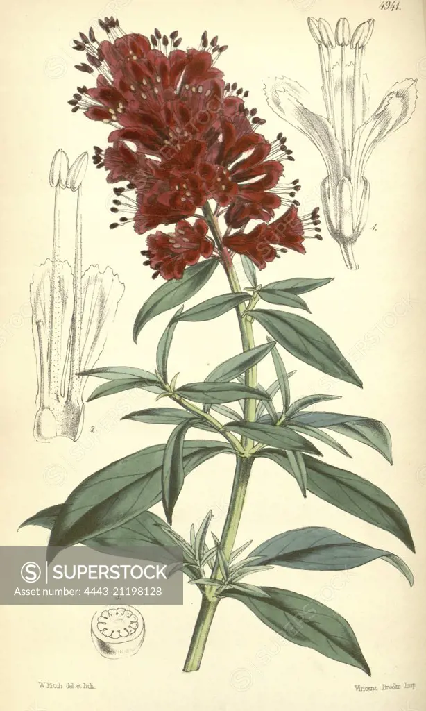 Botanical Print by Walter Hood Fitch 1817 - 1892, W.H. Fitch was an botanical illustrator and artist, born in Glasgow, Scotland, UK, colour lithograph. From the Liszt Masterpieces of Botanical Illustration Collection.