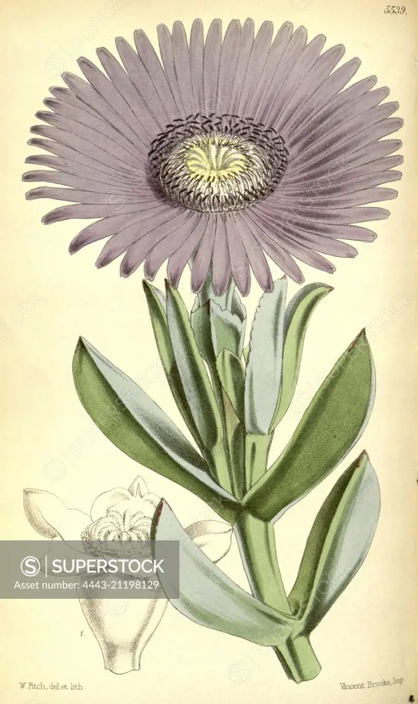 Botanical Print by Walter Hood Fitch 1817 - 1892, W.H. Fitch was an botanical illustrator and artist, born in Glasgow, Scotland, UK, colour lithograph. From the Liszt Masterpieces of Botanical Illustration Collection.