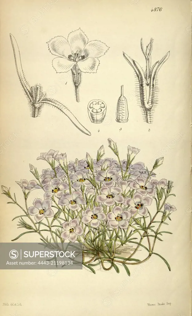 Botanical Print by Walter Hood Fitch 1817 - 1892, W.H. Fitch was an botanical illustrator and artist, born in Glasgow, Scotland, UK, colour lithograph. From the Liszt Masterpieces of Botanical Illustration Collection.