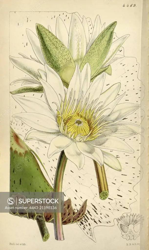 Botanical Print by Walter Hood Fitch 1817 - 1892, W.H. Fitch was an botanical illustrator and artist, born in Glasgow, Scotland, UK, colour lithograph. From the Liszt Masterpieces of Botanical Illustration Collection.