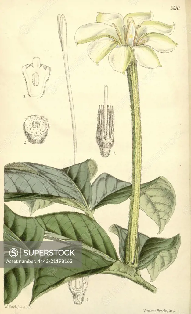 Botanical Print by Walter Hood Fitch 1817 - 1892, W.H. Fitch was an botanical illustrator and artist, born in Glasgow, Scotland, UK, colour lithograph. From the Liszt Masterpieces of Botanical Illustration Collection.