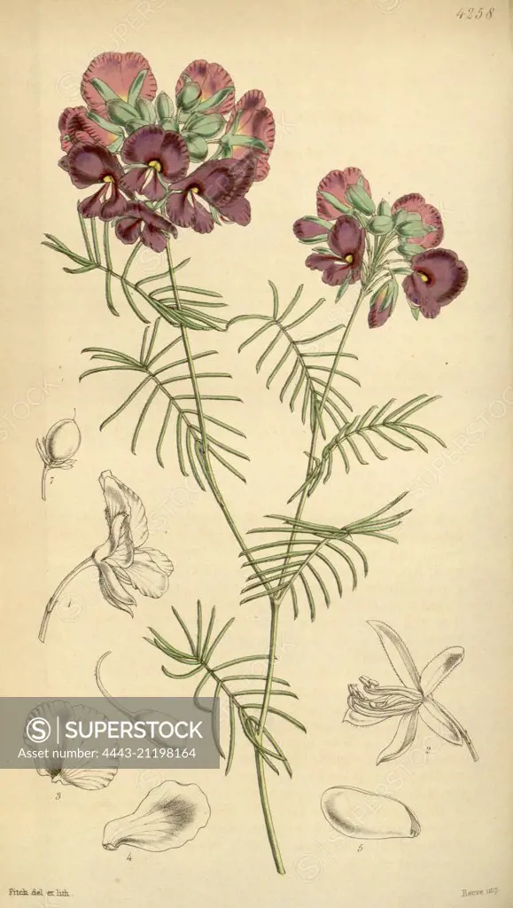 Botanical Print by Walter Hood Fitch 1817 - 1892, W.H. Fitch was an botanical illustrator and artist, born in Glasgow, Scotland, UK, colour lithograph. From the Liszt Masterpieces of Botanical Illustration Collection.