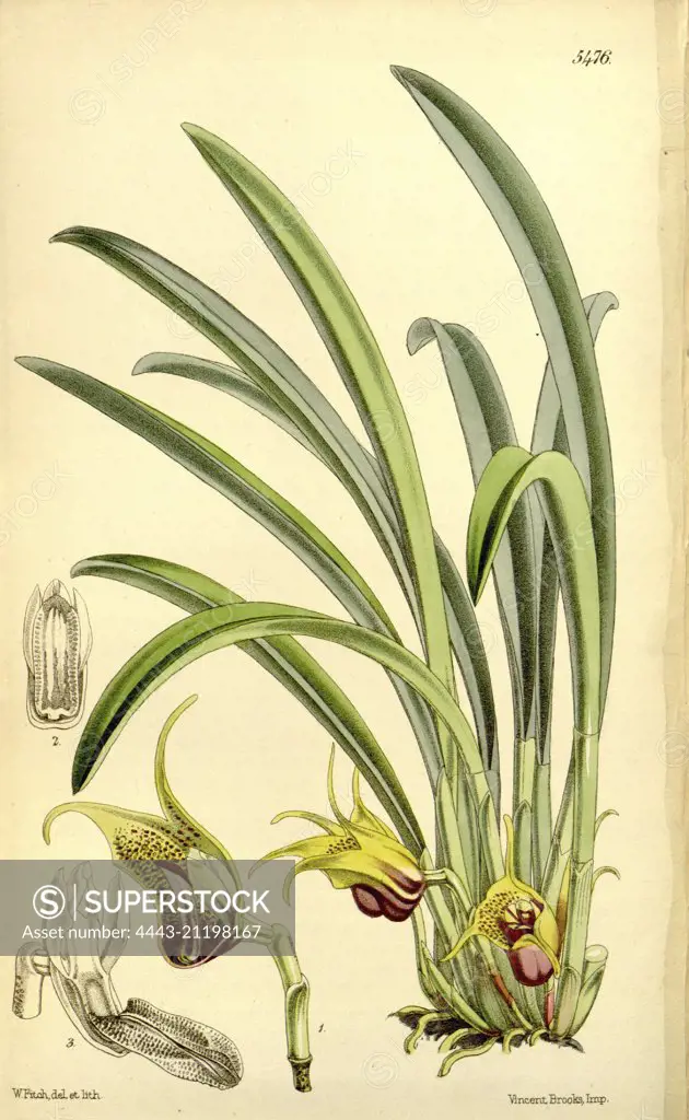 Botanical Print by Walter Hood Fitch 1817 - 1892, W.H. Fitch was an botanical illustrator and artist, born in Glasgow, Scotland, UK, colour lithograph. From the Liszt Masterpieces of Botanical Illustration Collection.