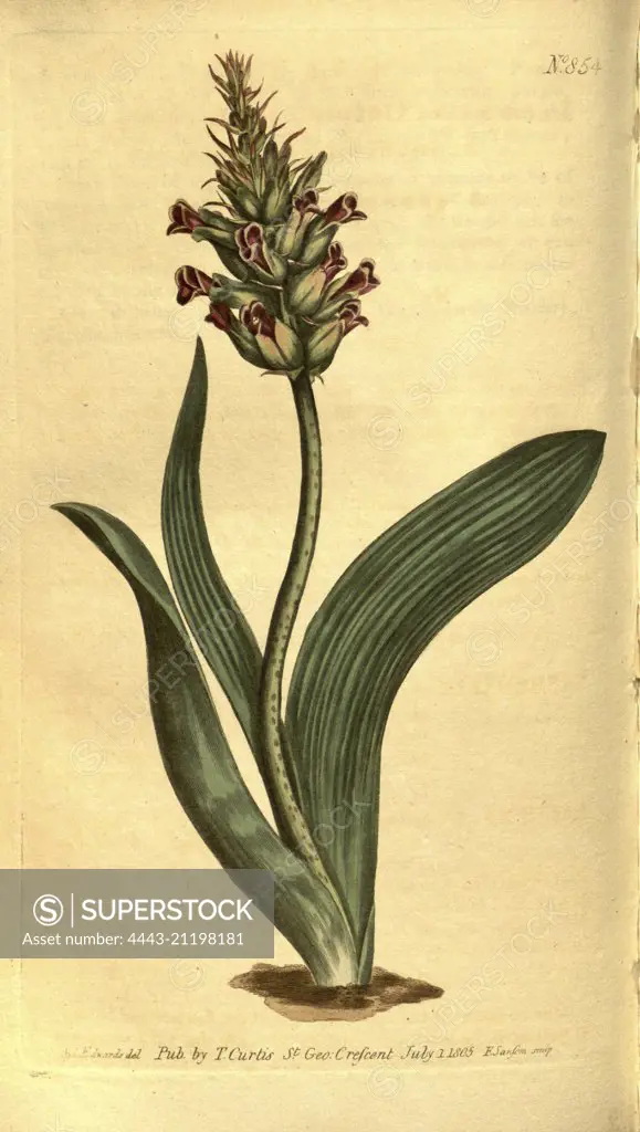 Botanical print by Sydenham Teast Edwards 1768 - 1819, Sydenham Edwards was a natural history illustrator, British, UK, colour lithograph, botanical artist. From the Liszt Masterpieces of Botanical Illustration Collection.