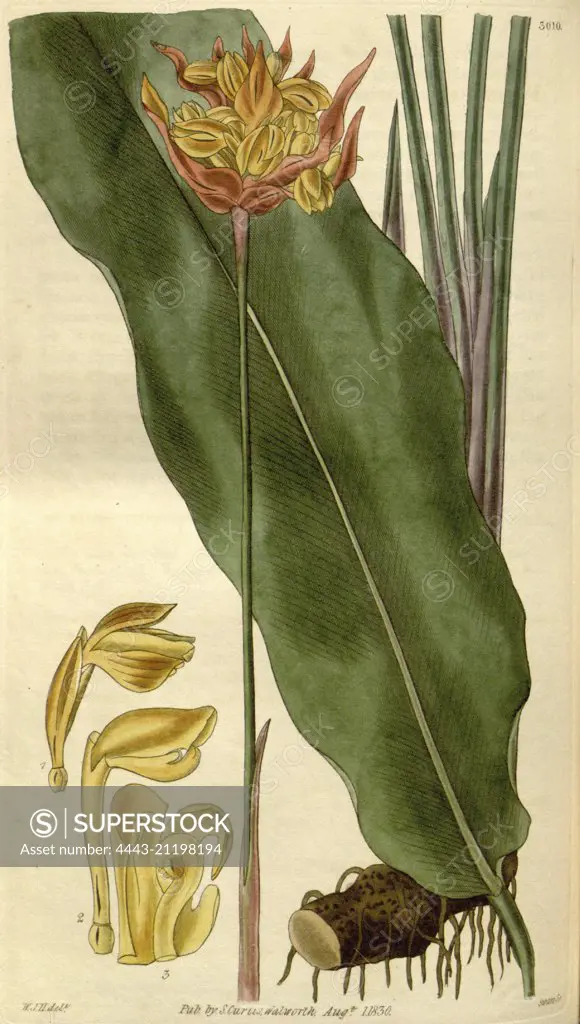 Botanical print by Sir William Jackson Hooker, FRS, 1785 - 1865, English botanical illustrator. He held the post of Regius Professor of Botany at Glasgow University, and was Director of the Royal Botanic Gardens, Kew. From the Liszt Masterpieces of Botanical Illustration Collection.