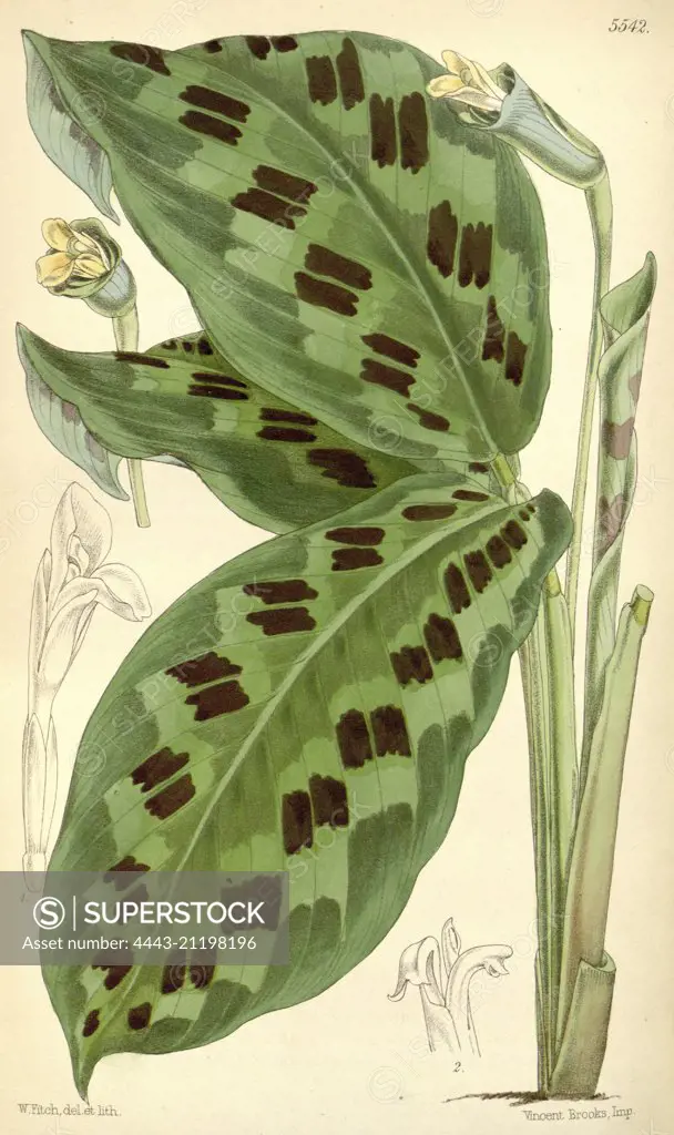 Botanical Print by Walter Hood Fitch 1817 - 1892, W.H. Fitch was an botanical illustrator and artist, born in Glasgow, Scotland, UK, colour lithograph. From the Liszt Masterpieces of Botanical Illustration Collection.