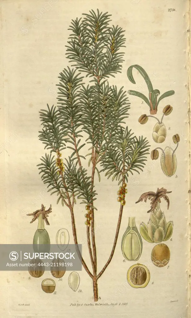 Botanical print by Sir William Jackson Hooker, FRS, 1785 - 1865, English botanical illustrator. He held the post of Regius Professor of Botany at Glasgow University, and was Director of the Royal Botanic Gardens, Kew. From the Liszt Masterpieces of Botanical Illustration Collection.