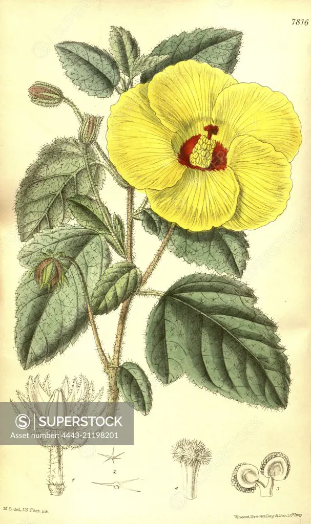 Botanical Print by Walter Hood Fitch 1817 - 1892, W.H. Fitch was an botanical illustrator and artist, born in Glasgow, Scotland, UK, colour lithograph. From the Liszt Masterpieces of Botanical Illustration Collection.