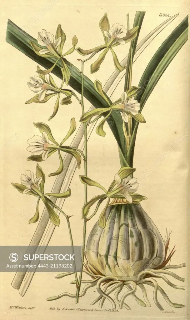 Botanical print by Augusta Innes  Withers (née Baker) (1793-1877),  an English natural history  illustrator or botanical artist.  She was 'Flower Painter in  Ordinary' to Queen Adelaide and  later to Queen Victoria. Augusta  Withers was active as a painter  from before 1827 to 1865,  exhibiting from 1829 till 1846  at the Royal Academy, the  Society of British Artists and  the New Watercolour Society.  From the Liszt Masterpieces of  Botanical Illustration  Collection, 1838