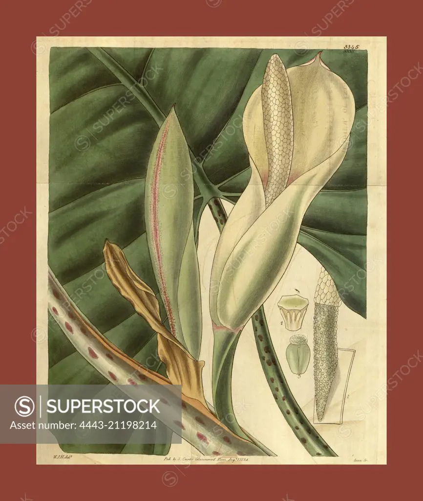 Botanical print by Sir William Jackson Hooker, FRS, 1785 - 1865, English botanical illustrator. He held the post of Regius Professor of Botany at Glasgow University, and was Director of the Royal Botanic Gardens, Kew. From the Liszt Masterpieces of Botanical Illustration Collection.