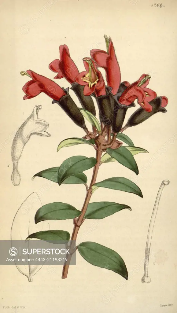 Botanical Print by Walter Hood Fitch 1817 - 1892, W.H. Fitch was an botanical illustrator and artist, born in Glasgow, Scotland, UK, colour lithograph. From the Liszt Masterpieces of Botanical Illustration Collection.