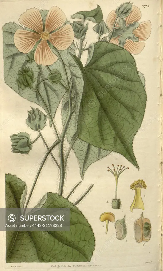 Botanical print by Sir William Jackson Hooker, FRS, 1785 - 1865, English botanical illustrator. He held the post of Regius Professor of Botany at Glasgow University, and was Director of the Royal Botanic Gardens, Kew. From the Liszt Masterpieces of Botanical Illustration Collection.