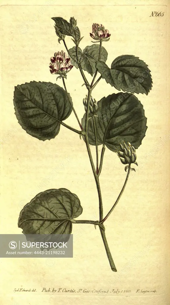 Botanical print by Sydenham Teast Edwards 1768 - 1819, Sydenham Edwards was a natural history illustrator, British, UK, colour lithograph, botanical artist. From the Liszt Masterpieces of Botanical Illustration Collection.