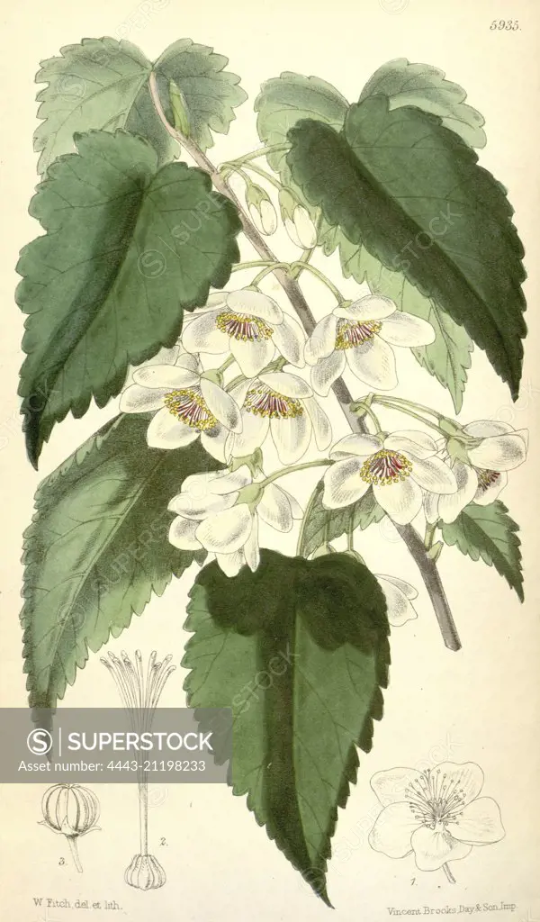 Botanical Print by Walter Hood Fitch 1817 - 1892, W.H. Fitch was an botanical illustrator and artist, born in Glasgow, Scotland, UK, colour lithograph. From the Liszt Masterpieces of Botanical Illustration Collection.