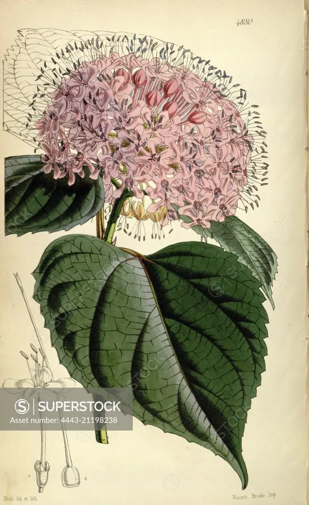 Botanical Print by Walter Hood Fitch 1817 - 1892, W.H. Fitch was an botanical illustrator and artist, born in Glasgow, Scotland, UK, colour lithograph. From the Liszt Masterpieces of Botanical Illustration Collection.