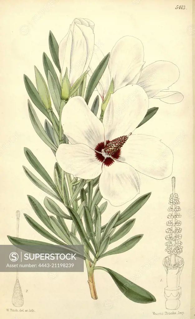 Botanical Print by Walter Hood Fitch 1817 - 1892, W.H. Fitch was an botanical illustrator and artist, born in Glasgow, Scotland, UK, colour lithograph. From the Liszt Masterpieces of Botanical Illustration Collection.