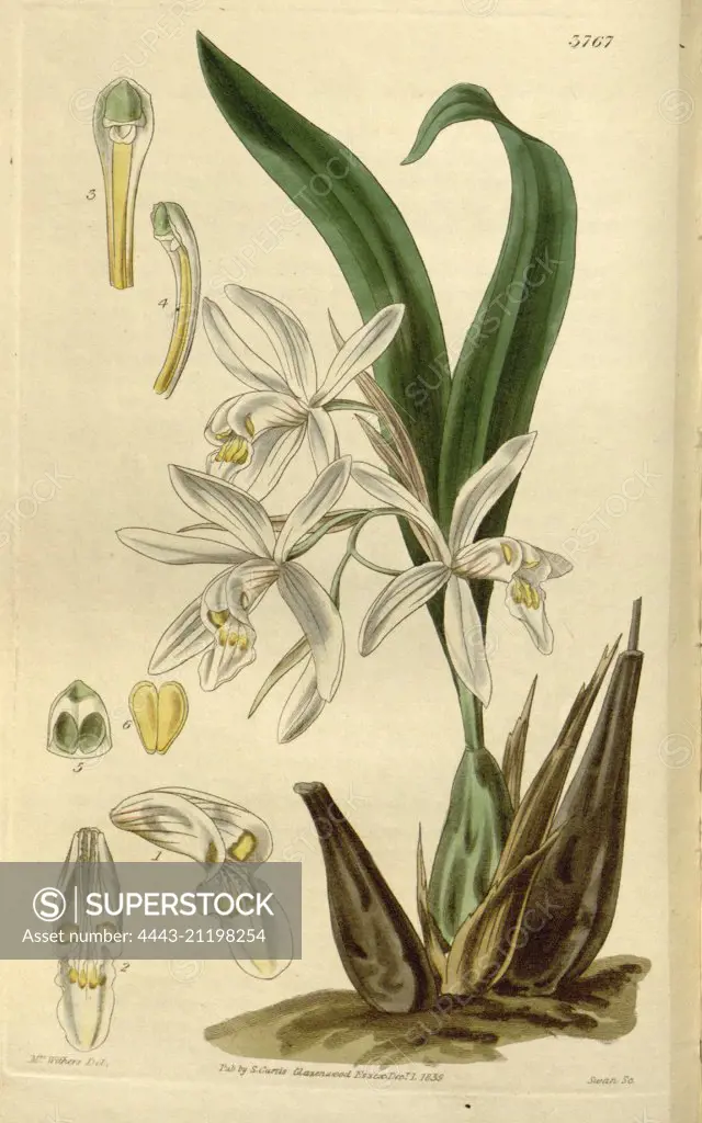 Botanical print by Augusta Innes  Withers (née Baker) (1793-1877),  an English natural history  illustrator or botanical artist.  She was 'Flower Painter in  Ordinary' to Queen Adelaide and  later to Queen Victoria. Augusta  Withers was active as a painter  from before 1827 to 1865,  exhibiting from 1829 till 1846  at the Royal Academy, the  Society of British Artists and  the New Watercolour Society.  From the Liszt Masterpieces of  Botanical Illustration  Collection.