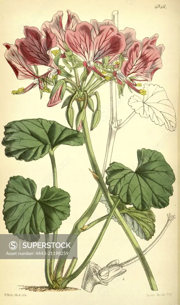 Botanical Print by Walter Hood Fitch 1817 - 1892, W.H. Fitch was an botanical illustrator and artist, born in Glasgow, Scotland, UK, colour lithograph. From the Liszt Masterpieces of Botanical Illustration Collection.