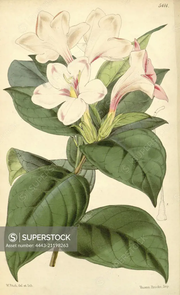 Botanical Print by Walter Hood Fitch 1817 - 1892, W.H. Fitch was an botanical illustrator and artist, born in Glasgow, Scotland, UK, colour lithograph. From the Liszt Masterpieces of Botanical Illustration Collection.