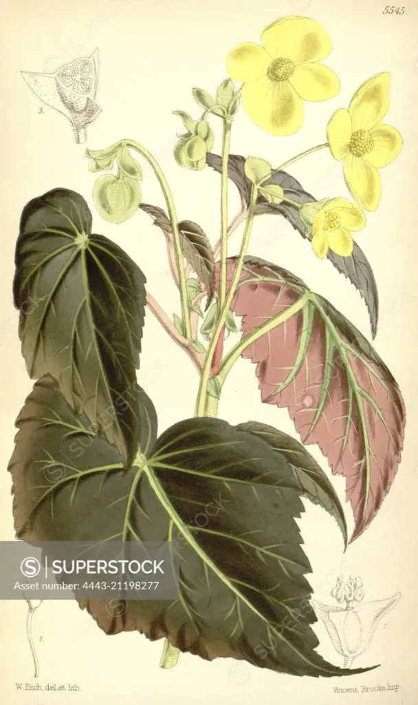 Botanical Print by Walter Hood Fitch 1817 - 1892, W.H. Fitch was an botanical illustrator and artist, born in Glasgow, Scotland, UK, colour lithograph. From the Liszt Masterpieces of Botanical Illustration Collection.