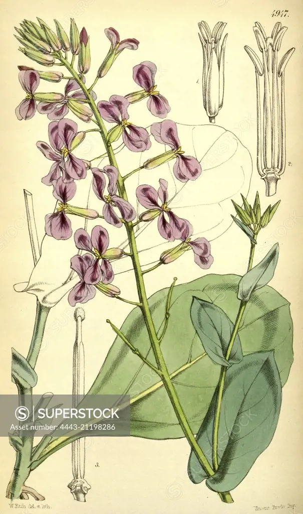 Botanical Print by Walter Hood Fitch 1817 - 1892, W.H. Fitch was an botanical illustrator and artist, born in Glasgow, Scotland, UK, colour lithograph. From the Liszt Masterpieces of Botanical Illustration Collection.