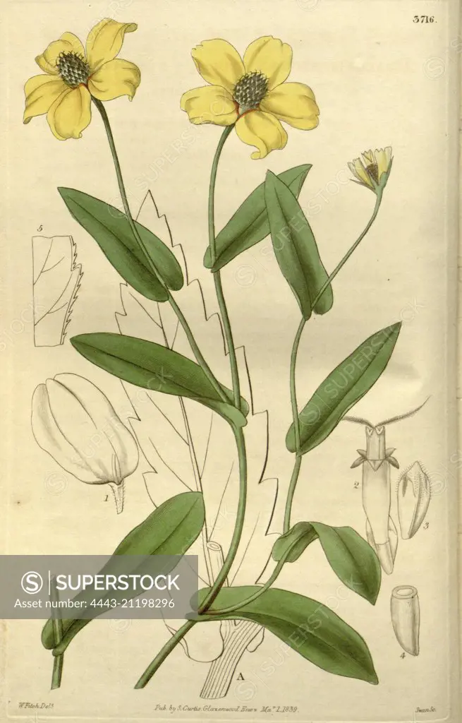 Botanical Print by Walter Hood Fitch 1817 - 1892, W.H. Fitch was an botanical illustrator and artist, born in Glasgow, Scotland, UK, colour lithograph. From the Liszt Masterpieces of Botanical Illustration Collection.