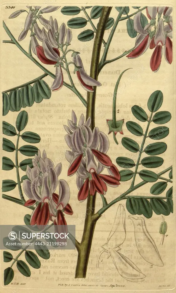 Botanical print by Sir William Jackson Hooker, FRS, 1785 - 1865, English botanical illustrator. He held the post of Regius Professor of Botany at Glasgow University, and was Director of the Royal Botanic Gardens, Kew. From the Liszt Masterpieces of Botanical Illustration Collection.