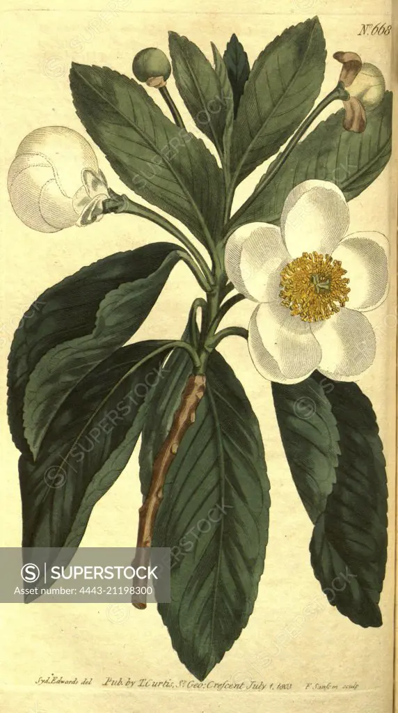 Botanical print by Sydenham Teast Edwards 1768 - 1819, Sydenham Edwards was a natural history illustrator, British, UK, colour lithograph, botanical artist. From the Liszt Masterpieces of Botanical Illustration Collection.