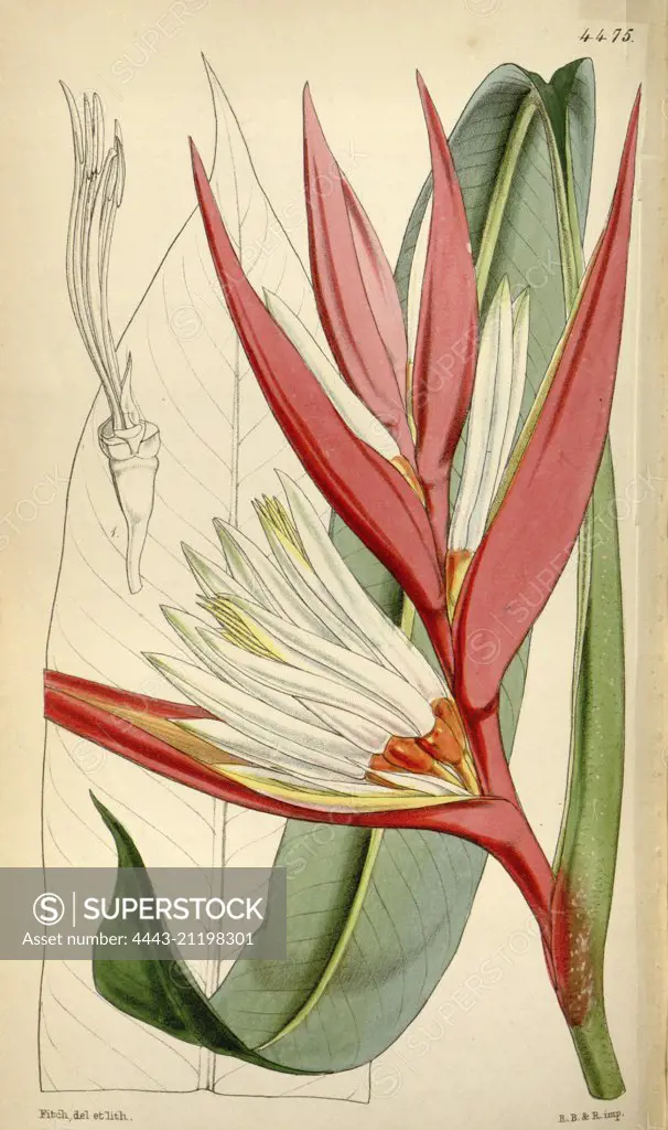 Botanical Print by Walter Hood Fitch 1817 - 1892, W.H. Fitch was an botanical illustrator and artist, born in Glasgow, Scotland, UK, colour lithograph. From the Liszt Masterpieces of Botanical Illustration Collection.