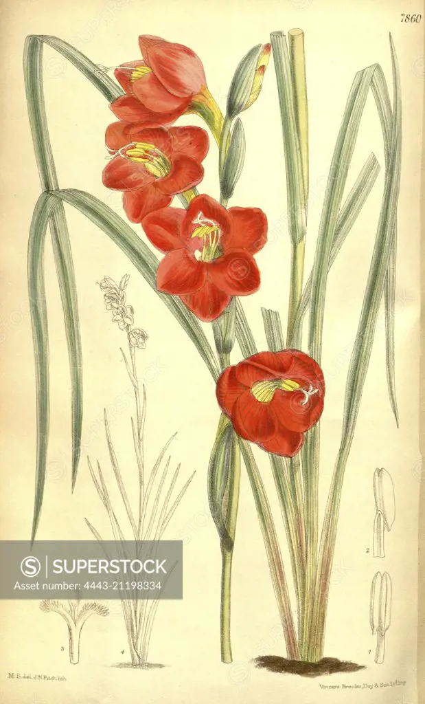 Botanical Print by Walter Hood Fitch 1817 - 1892, W.H. Fitch was an botanical illustrator and artist, born in Glasgow, Scotland, UK, colour lithograph. From the Liszt Masterpieces of Botanical Illustration Collection.