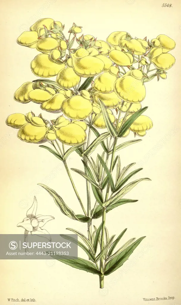 Botanical Print by Walter Hood Fitch 1817 - 1892, W.H. Fitch was an botanical illustrator and artist, born in Glasgow, Scotland, UK, colour lithograph. From the Liszt Masterpieces of Botanical Illustration Collection.